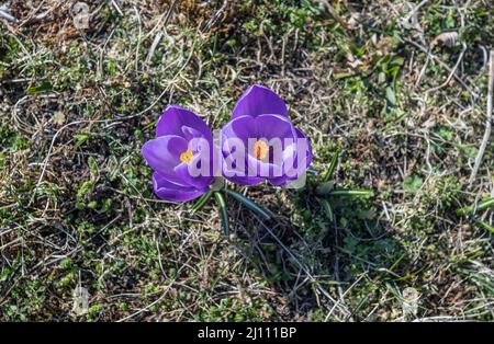 Frühlingsblume, Krokus tommasinianus Stockfoto