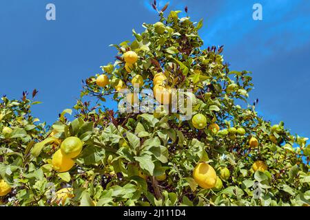 Zitronenbaum mit reifen gelben hängenden Zitronen auf Ästen gegen blauen Himmel während des sonnigen Frühlingstages, keine Menschen. Landwirtschaft, Obstbau Industrie Konzept Stockfoto