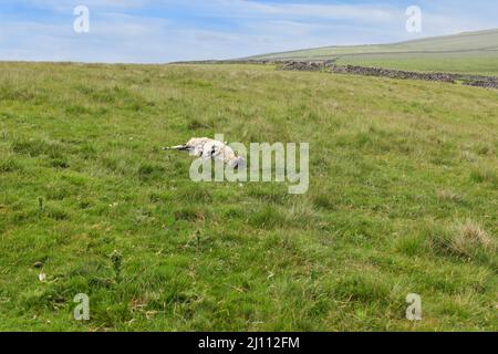 Ein totes Schaf in ein Feld, ist zerlegen und hat teilweise von Tieren gefressen worden Stockfoto