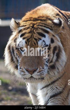 Vertikale Aufnahme eines Tigers Stockfoto