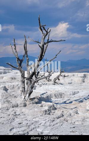 Toter Baum, Mammoth Hot Springs Terrassen, Yellowstone, Wyoming, USA Stockfoto