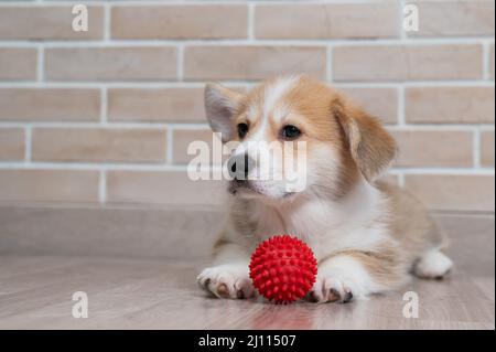 Pembroke Corgi Welpe spielt mit einer roten Kugel. Stockfoto