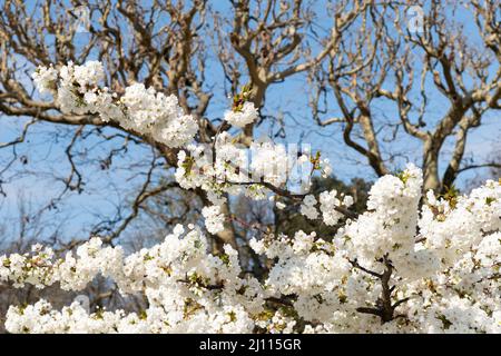 Kirschbaum mit weißen Blüten in voller Blüte im Jardin des Plantes in Paris Stockfoto