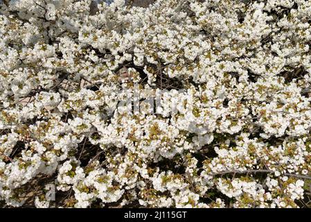 Kirschbaum mit weißen Blüten in voller Blüte im Jardin des Plantes in Paris Stockfoto
