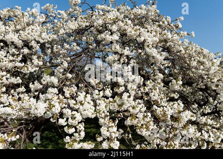 Kirschbaum mit weißen Blüten in voller Blüte im Jardin des Plantes in Paris Stockfoto