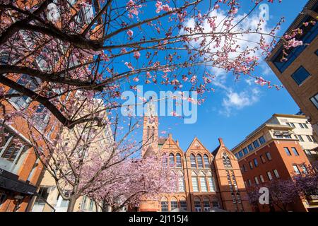 Frühling in Oozells Square, Birmingham England Stockfoto