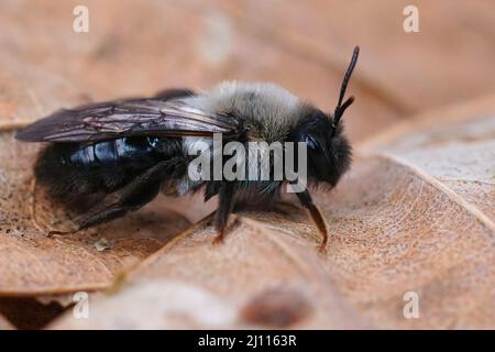 Detaillierte seitliche Nahaufnahme einer weiblichen, graurückigen Bergbaubiene, Andrena Vaga, die auf einem getrockneten Blatt sitzt Stockfoto