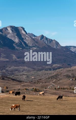 Herde von Kühen, die im Herbst in Nord-Montenegro grasen, mit Bergen im Hintergrund Stockfoto