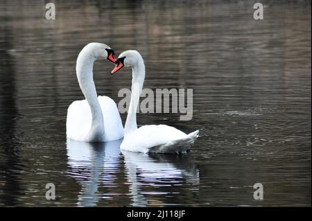 Schwäne paaren sich im Frühjahr. Heitere Natur Foto von Vögeln schwimmen in ruhigen See. Stockfoto