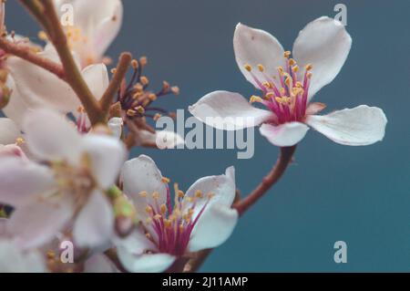 Kleine rosa Blumen auf blauem Hintergrund Stockfoto