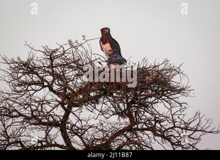Paar Schwarzkiefer-Schlangenadler auf dem Nest, Kruger National Park Stockfoto