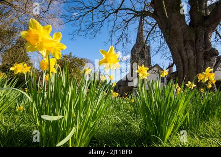 Spring Daffodils an der St. Mary's Church in Attenborough, Nottingham Nottinghamshire England, Großbritannien Stockfoto