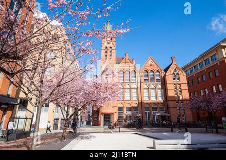 Frühling in Oozells Square, Birmingham England Stockfoto