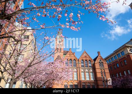 Frühling in Oozells Square, Birmingham England Stockfoto