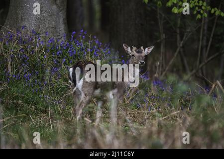 Selektive Fokusaufnahme von britischen Rehen im Wald Stockfoto