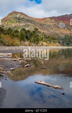 Huinfiuca See im Herbst. Nationalpark Villarrica. Region Araucania. Chile. Stockfoto