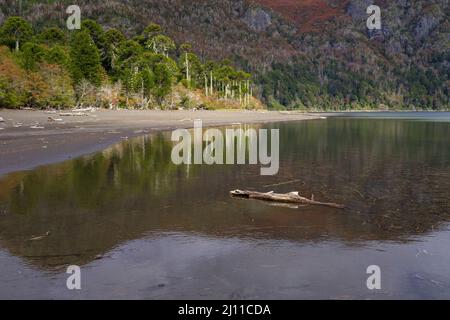 Huinfiuca See im Herbst. Nationalpark Villarrica. Region Araucania. Chile. Stockfoto