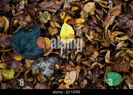 Bunte Herbstblätter, Laub Stockfoto