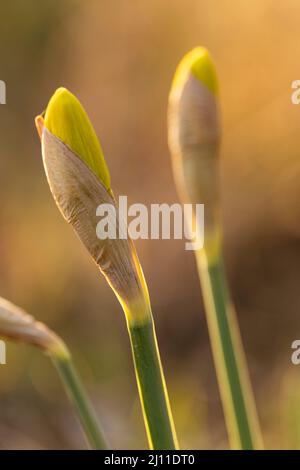 Nahaufnahme der Knospen aus Narzissen (Narcissus poeticus) im frühen Frühjahr. Stockfoto