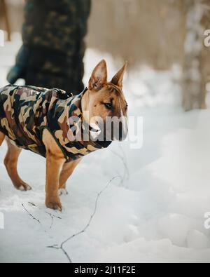 Ein süßer Ingwer-Welpe eines Miniaturbullen-Terrier spaziert mit seinem Besitzer an einem sonnigen Wintertag im Park. Ein Spaziergang mit einem Haustier. Stockfoto