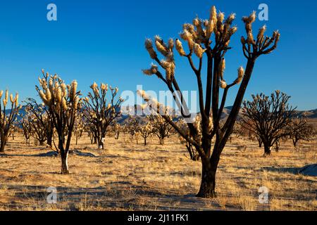 Verbrannter Joshua-Baum (Yucca brevifolia) am Dome Fire entlang des Teutonia Peak Trail, Mojave National Preserve, Kalifornien Stockfoto
