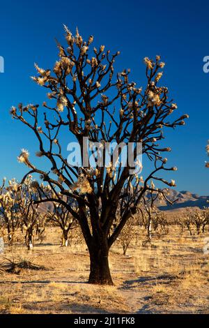 Verbrannter Joshua-Baum (Yucca brevifolia) am Dome Fire entlang des Teutonia Peak Trail, Mojave National Preserve, Kalifornien Stockfoto