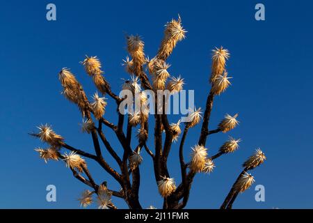 Verbrannter Joshua-Baum (Yucca brevifolia) am Dome Fire entlang des Teutonia Peak Trail, Mojave National Preserve, Kalifornien Stockfoto