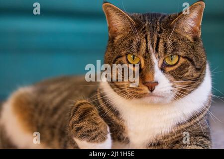 Moody Cat entspannt sich mit intensivem Gesichtsausdruck Stockfoto