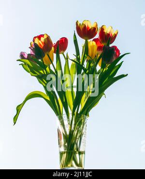 Tulpen mit Hintergrundbeleuchtung auf der Fensterbank Stockfoto