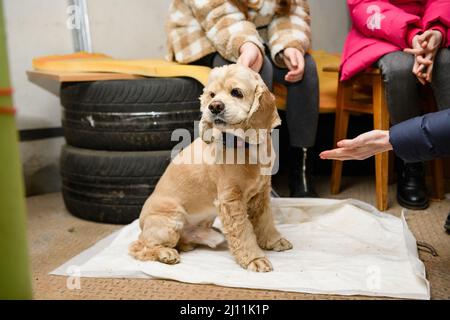 Dnipro, Ukraine - 21. März 2022: Ein junger Hund versteckt sich während eines Luftangriffs im Keller. Stockfoto