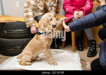 Dnipro, Ukraine - 21. März 2022: Ein junger Hund versteckt sich während eines Luftangriffs im Keller. Hund gibt eine Pfote. Stockfoto