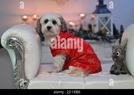 Entzückender Hund, der auf einem weißen Stuhl sitzt und ein rotes Hemd neben einem ausgestopften Rentier-Spielzeug trägt Stockfoto