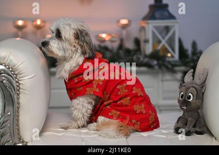 Entzückender Hund, der auf einem weißen Stuhl sitzt und ein rotes Hemd neben einem ausgestopften Rentier-Spielzeug trägt Stockfoto