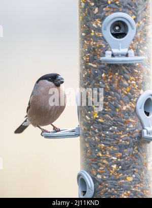 Eurasischer Weibensimpel (Pyrrhula pyrrhula), der am Vogelfutterhäuschen in einem lokalen Naturschutzgebiet füttert. Stockfoto