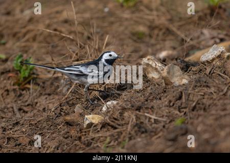 Ausgewachsener, gepuderter Wagtail, der sich auf einer North Norfolk Farm, Großbritannien, um einen alten Zuckerrübenhaufen herum ernährt Stockfoto