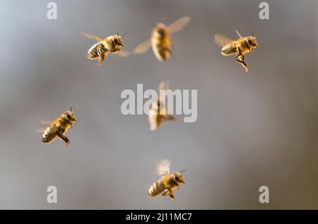 Berlin, Deutschland. 21. März 2022. Bienen (APIs) fliegen zurück zu ihrem Bienenstock. Quelle: Hauke Schröder/dpa-Zentralbild/ZB/dpa/Alamy Live News Stockfoto