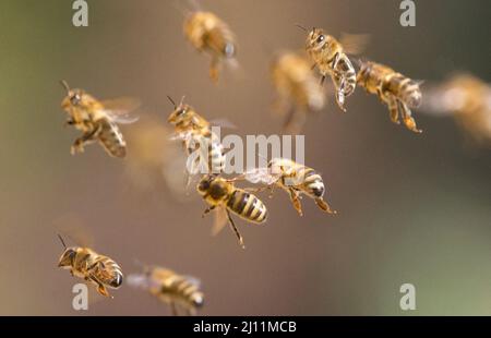 Berlin, Deutschland. 21. März 2022. Bienen fliegen zurück zu ihrem Bienenstock. Quelle: Hauke Schröder/dpa-Zentralbild/ZB/dpa/Alamy Live News Stockfoto