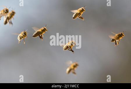 Berlin, Deutschland. 21. März 2022. Bienen (APIs) fliegen zurück zu ihrem Bienenstock. Quelle: Hauke Schröder/dpa-Zentralbild/ZB/dpa/Alamy Live News Stockfoto