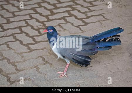 Ein Korallenschnabel oder Renaulds Ground-Kuckuck, Carpococcyx renauldi, auf dem Boden Stockfoto