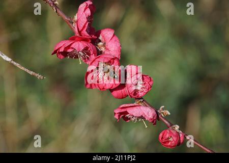 Bunte Blüten und im Frühling des peachtree, Prunus persica Melred. Und westliche Honigbiene oder europäische Honigbiene (APIs mellifera) niederländischen Garten. Stockfoto