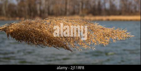 Verwelkte, vergilbte Pflanzen am Ufer eines Sees im frühen Frühjahr. Stockfoto