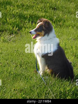 Ein junger Shetland Sheepdog (Sheltie) sitzt im Sonnenschein im Gras. Dreifarbiger Welpen. Stockfoto