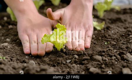 Kinderhände, die am Erdtag einen Salatkernling Pflanzen, handgeführte Nahaufnahme. Stockfoto