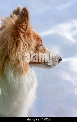 Der junge Shetland Sheepdog (Sheltie) wird im Profil mit Schnee im Hintergrund fotografiert. Stockfoto