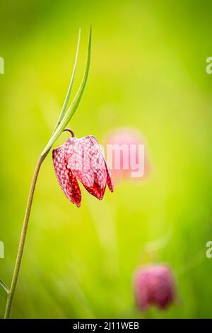 Nahaufnahme einer bedrohten wilden Schachblume in einer natürlichen Umgebung Stockfoto