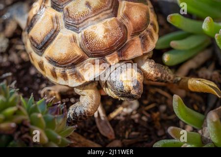 Babyschildkröte auf der Erde mit sukkkulenten Pflanzentrieben Stockfoto