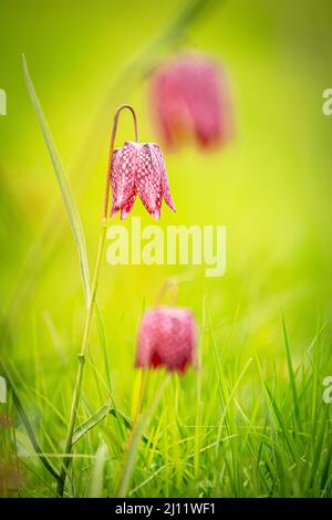 Nahaufnahme von bedrohten wilden Schachblumen in einer natürlichen Umgebung Stockfoto