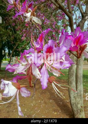 Lila Bauhinia Blume im Garten in der Frühjahrssaison. Niemand, selektiver Fokus, verschwommen Stockfoto