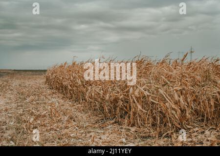 Maisfeld bereit für die Ernte Stockfoto