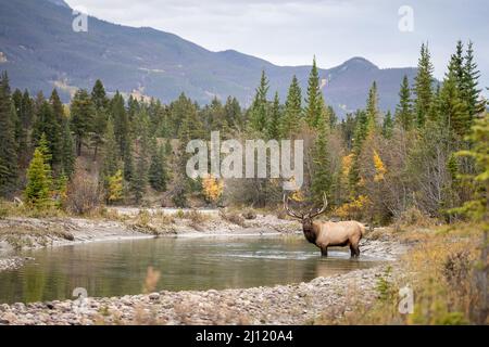 Bull Elk in den kanadischen Rockies, Alberta, Kanada Stockfoto